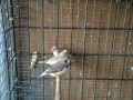 амадини зеброви амадини , снимка 2