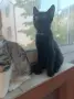 Подаряват се три спасени малки котенца, снимка 15