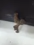 Метален Петел ., снимка 1