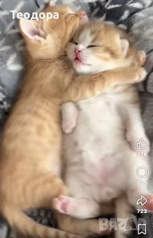 Котенце момченце