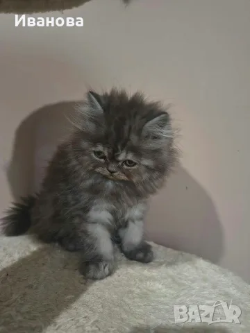 Персийско мъжко коте, снимка 4 - Персийска - 56629627