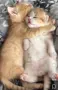 Котенце момченце, снимка 1
