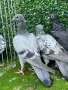 Пощенски гълъби, снимка 5