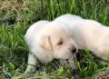 Лабрадор ретривър чисто бели, снимка 4