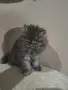 Персийско мъжко коте, снимка 4