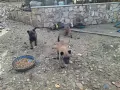 Белгийска овчарка, снимка 7