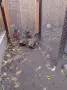 Патици Каки Кембъл, снимка 5