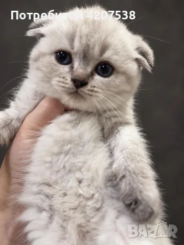 Красиво шотландско клепоухо котенце Color point  