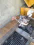 млади джинки !!!, снимка 7