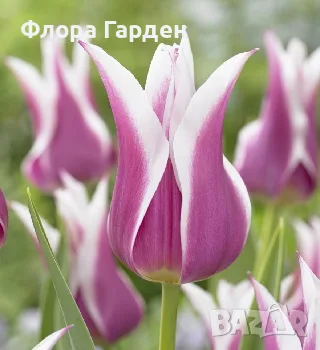 Луковици ЛАЛЕТА, снимка 5 - Градински цветя и растения - 56629976