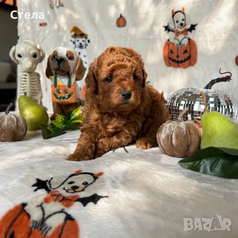 Toy poodle той пудел, снимка 4 - Пудели - 56555077