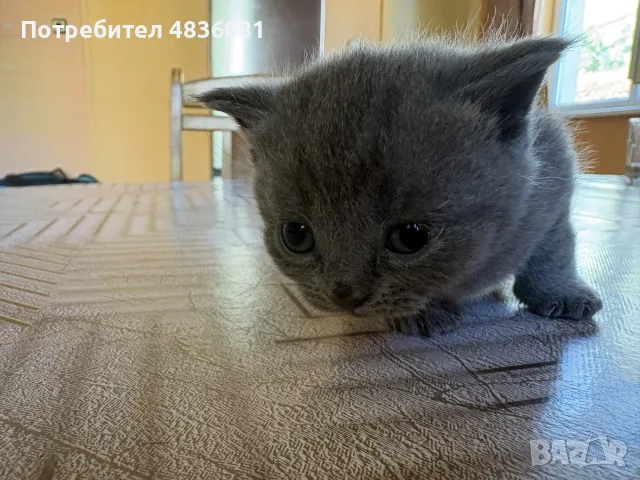 6 британски котенца късокосмести , снимка 17 - Британска късокосместа - 56634935