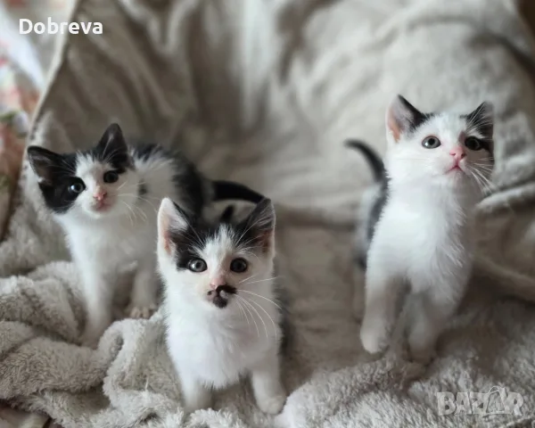 Три мъжки котенца търсят дом