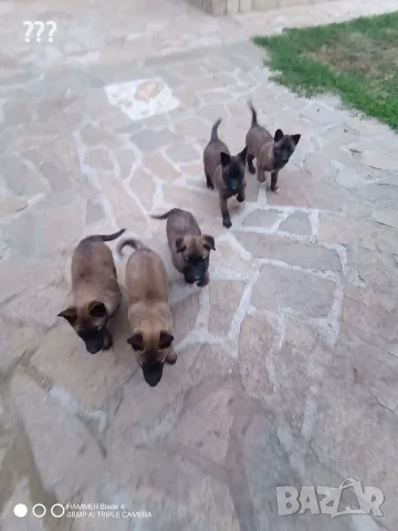Белгийска овчарка 