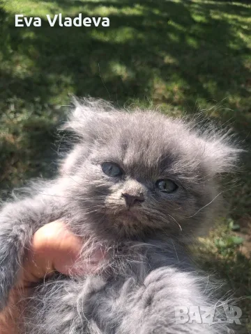 Персийски котенца продавам, снимка 4 - Персийска - 56589079