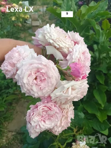 Сортови рози резници, снимка 2 - Градински цветя и растения - 56579443