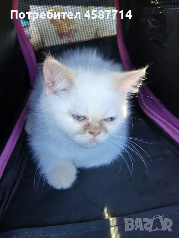 уникални котета момиче и момче екзотик. 