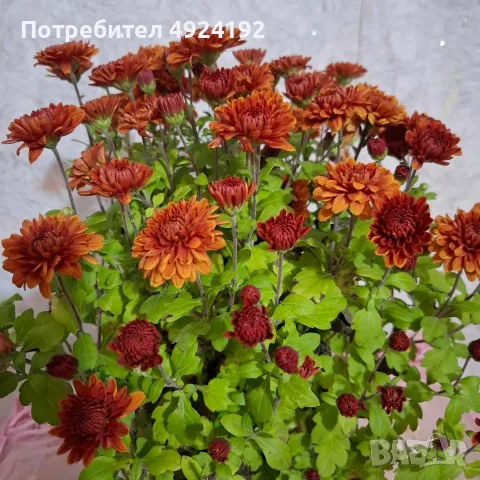 Хризантема нискостеблена, снимка 7 - Градински цветя и растения - 56567783