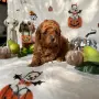 Toy poodle той пудел, снимка 4