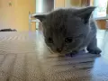 6 британски котенца късокосмести , снимка 17