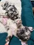 * Френчита Fluffy *, снимка 3