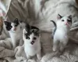 Три мъжки котенца търсят дом, снимка 1