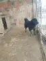 българско овчарско// каракачанско, снимка 1