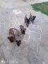 Белгийска овчарка , снимка 1