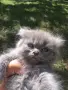 Персийски котенца продавам, снимка 4
