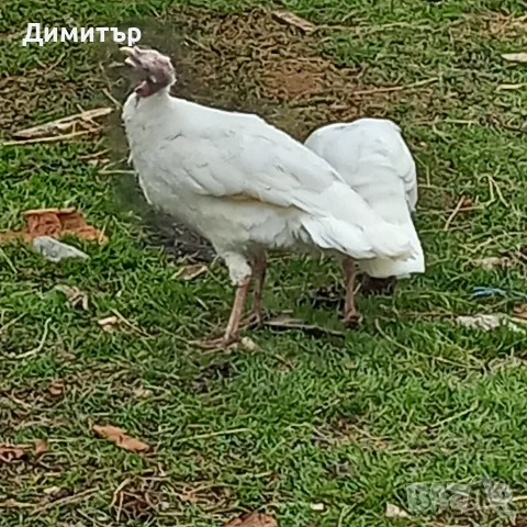 продавам шест пуйки, снимка 2 - Кокошки и пуйки - 56707237