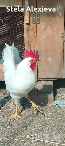 Продавам петли Бял легхорн