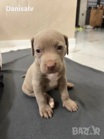 Питбул Блу нос/ Pitbull Blue nose, снимка 6 - Питбул - 56749748