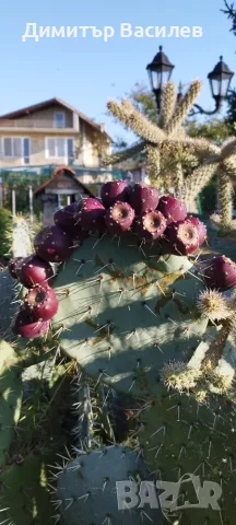 Студоустойчив и Ядлив Кактус Опунция Opuntia engelmannii  Екзотика за Вашата Градина