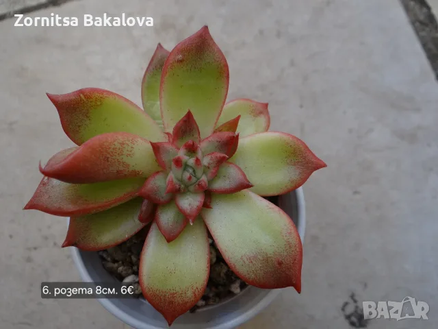 Сукуленти Echeveria различни видове, снимка 11 - Стайни растения - 56716473
