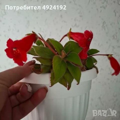 Колерия стайно Цвете, снимка 3 - Стайни растения - 56628416