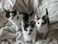 Три мъжки котенца търсят дом, снимка 7