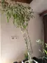 Дръвче с малки люти чушки в саксия, снимка 2