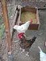 Продавам разлипни породи петли, снимка 2