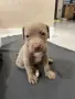Питбул Блу нос/ Pitbull Blue nose, снимка 6