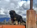 Немски овчарки !!, снимка 4