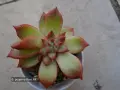 Сукуленти Echeveria различни видове, снимка 11