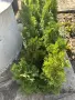 Туя Смарагд 60-70 см - 6 € / бр., снимка 1
