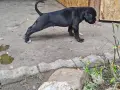Продавам кученца Кане Корсо , снимка 11