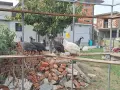Токачки / на 4месеца/ - 5 броя, снимка 1