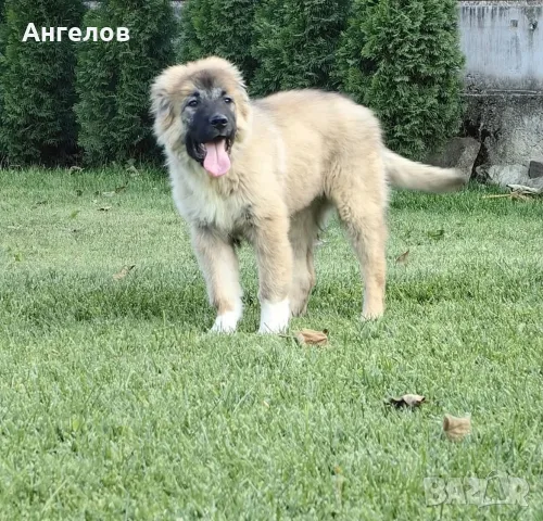 Кавказка овчарка с родословие