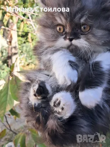 Персийски котенца