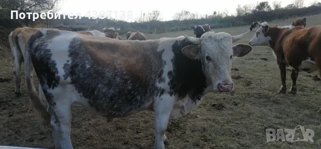 Продавам бик за клане 