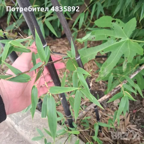 Черен бамбук студоустойчив, снимка 3 - Градински цветя и растения - 56648367
