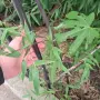 Черен бамбук студоустойчив, снимка 3
