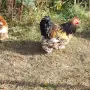 Продавам мини кохин, снимка 12